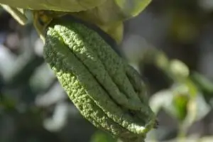green closed budhas hand