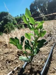 small kaffir combova plant